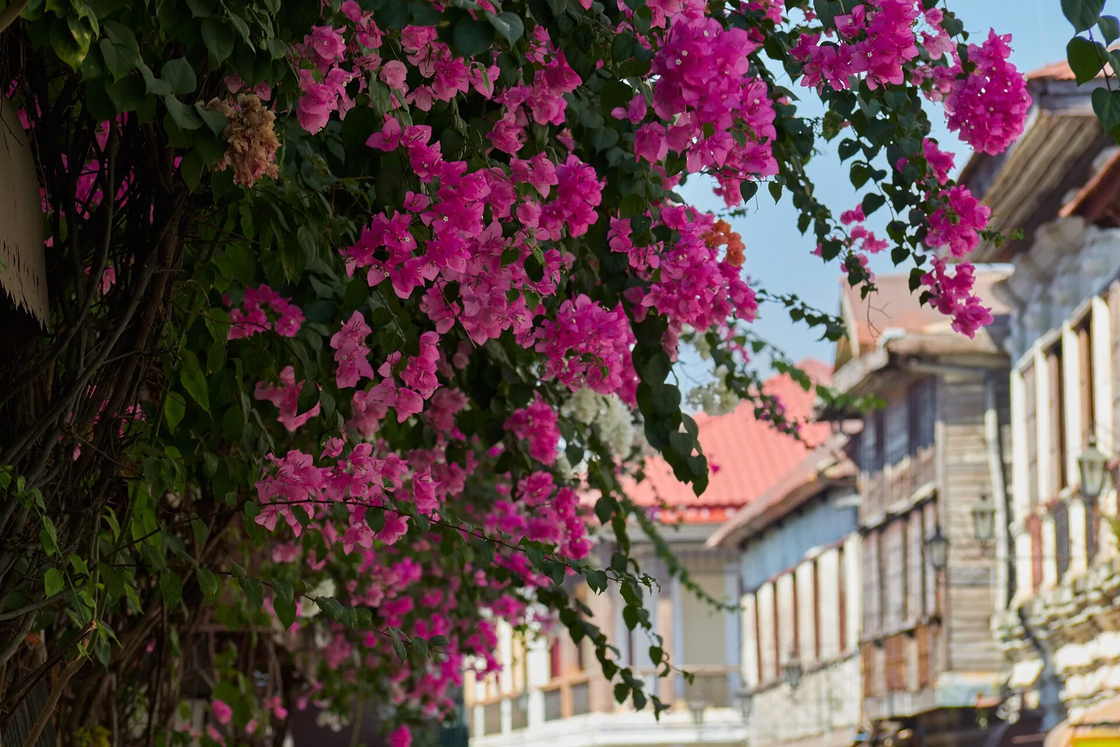 Calle Crisologo, photo 3