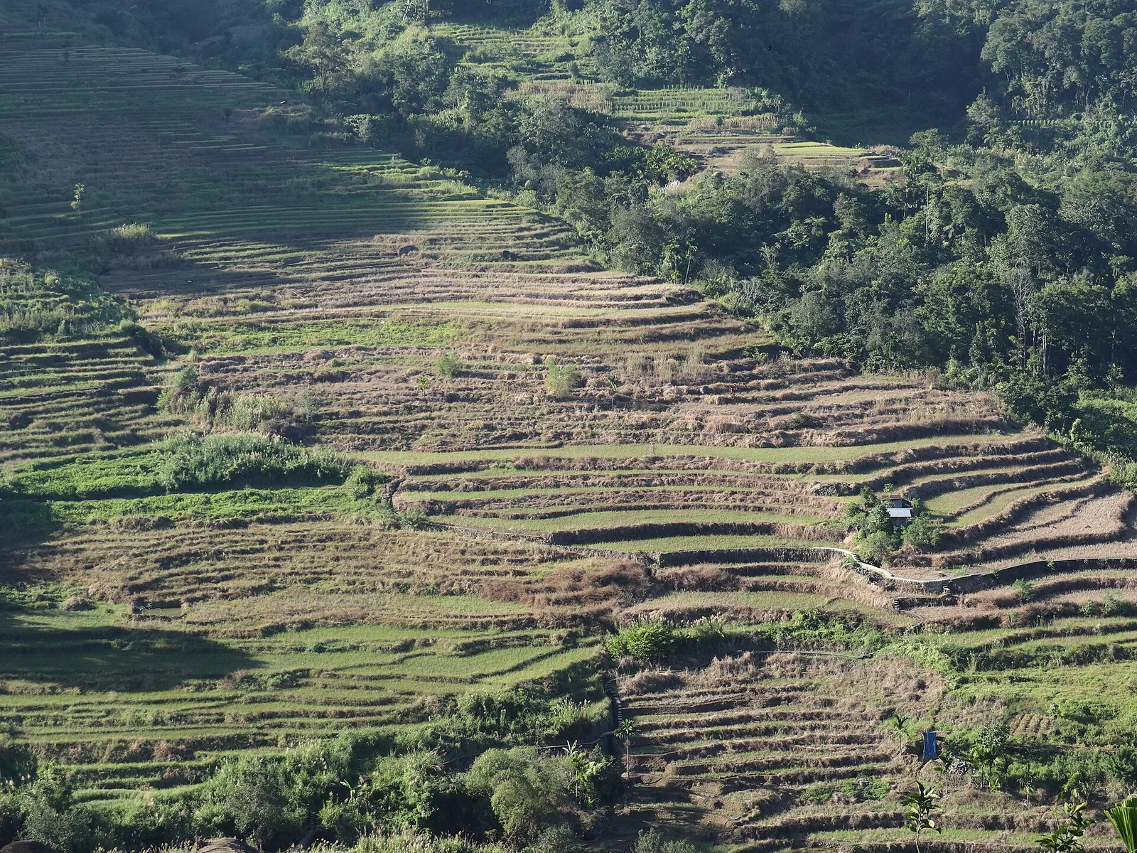 Nagacadan Rice Terraces, photo 2