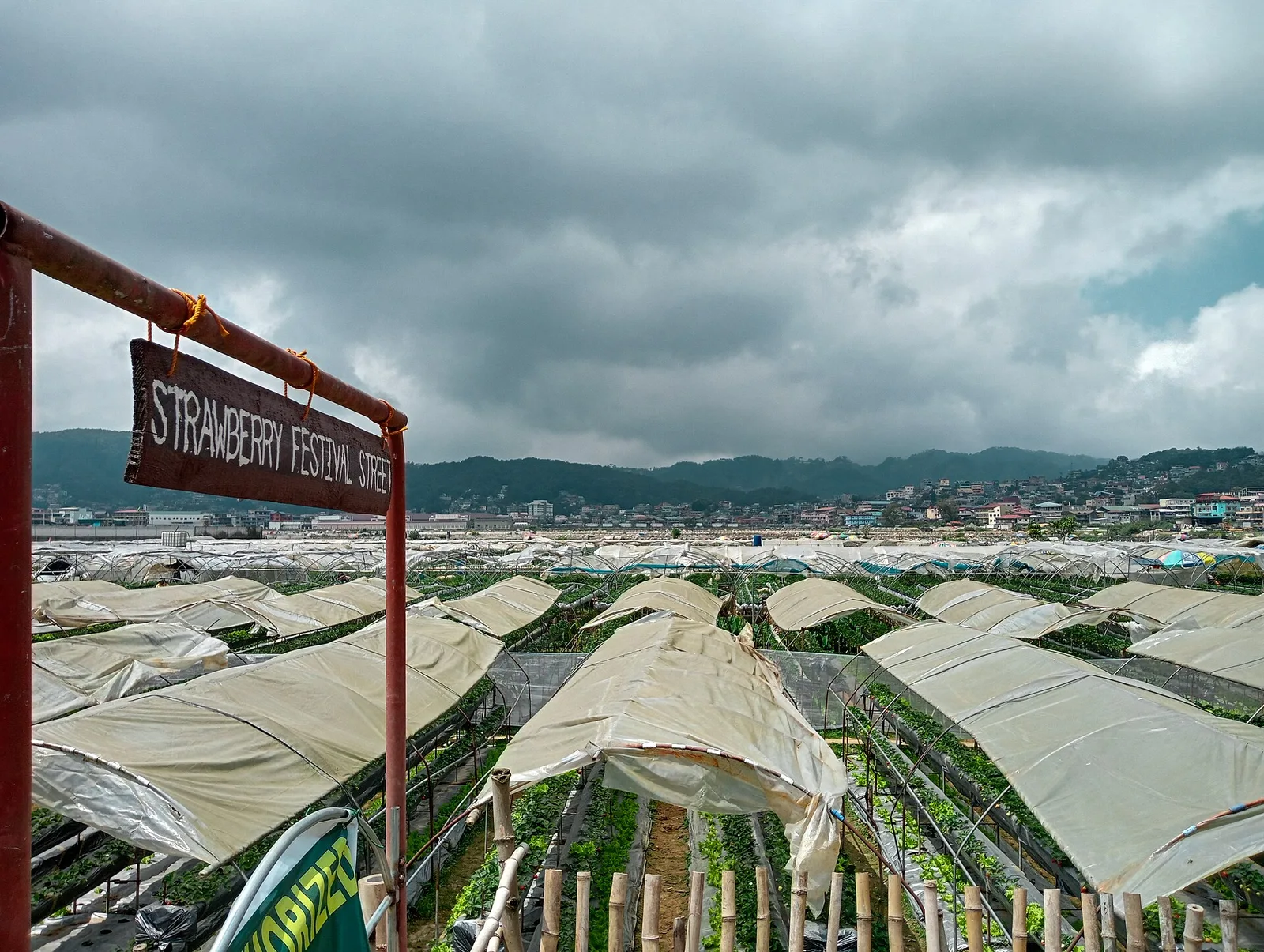 Strawberry Farm, La Trinidad, photo 3