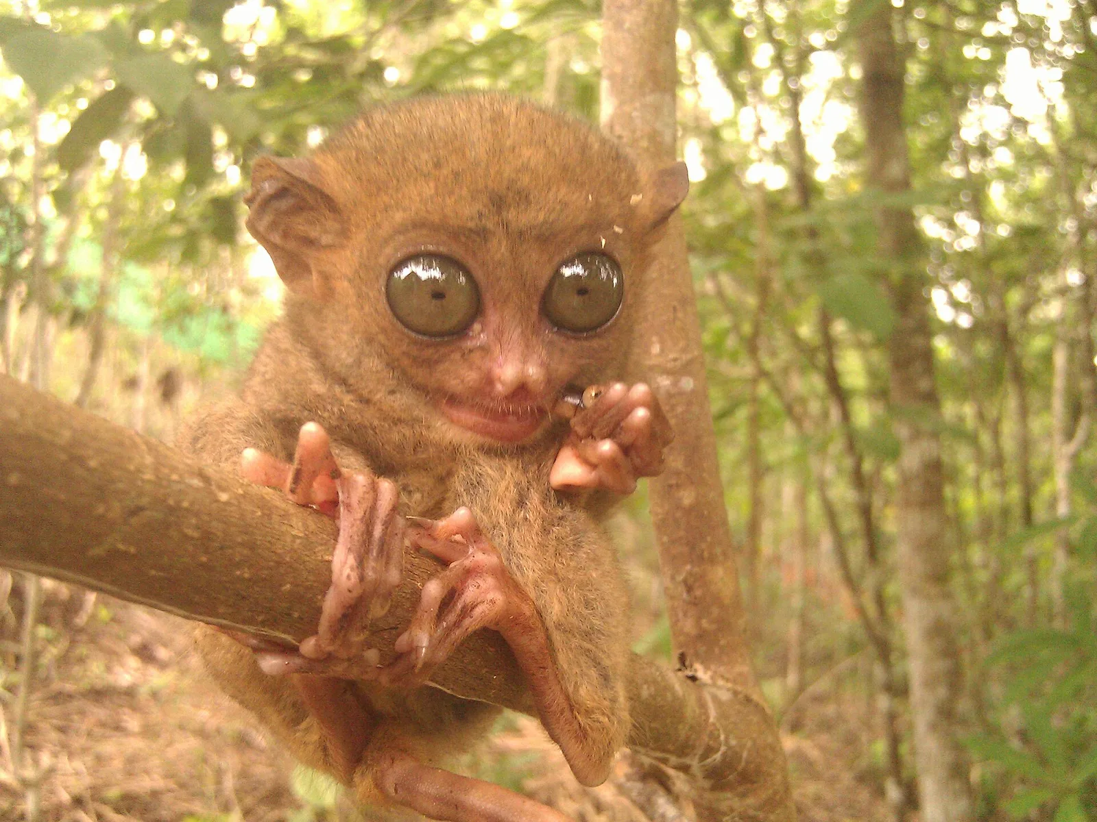 Philippine Tarsier Sanctuary, photo 2