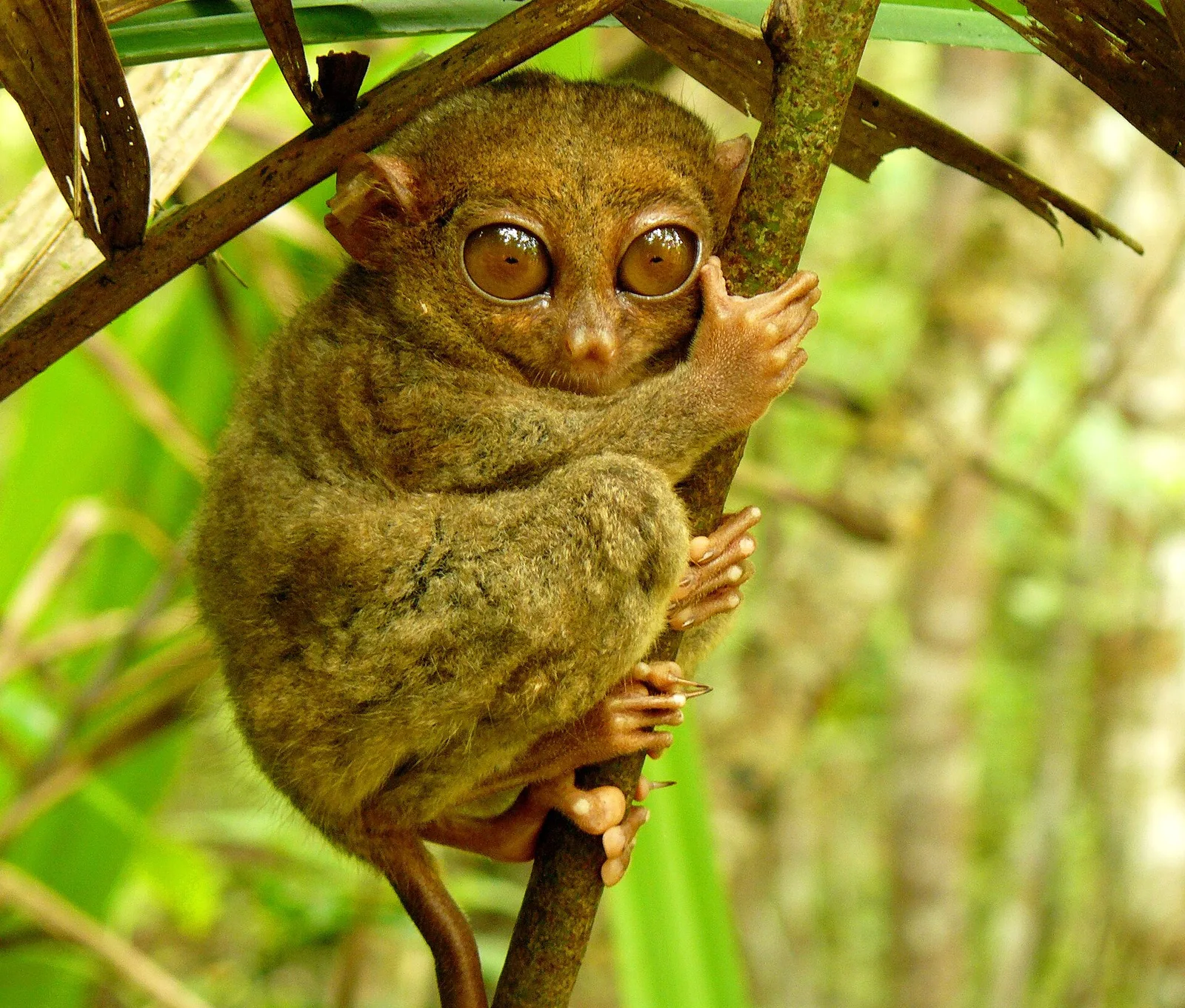 Philippine Tarsier Sanctuary, photo 3
