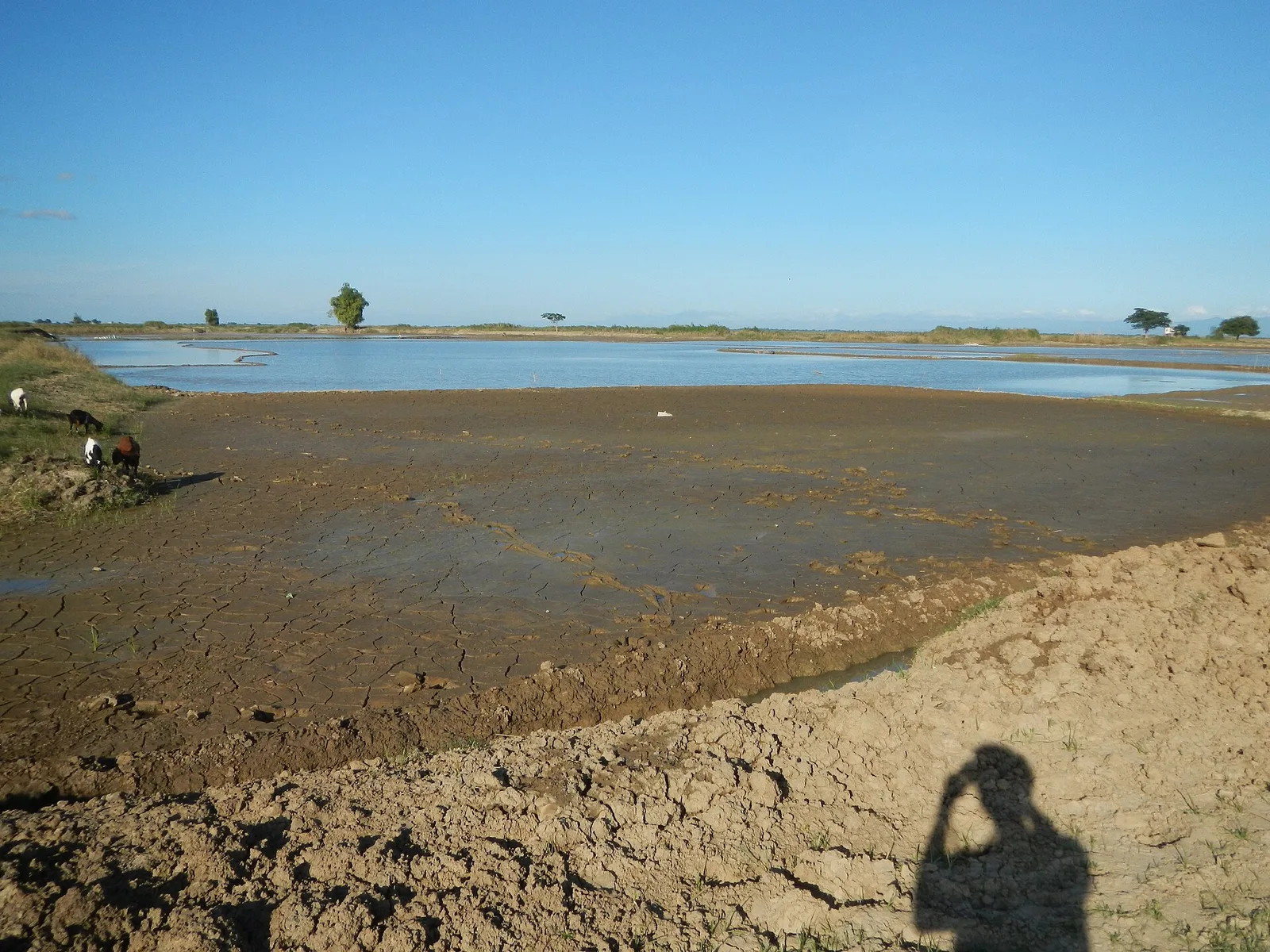 Candaba Swamp, photo 2