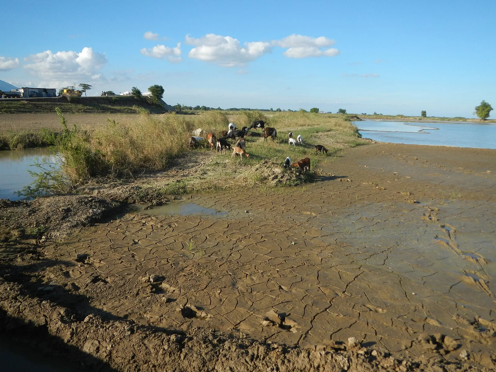 Candaba Swamp, photo 3