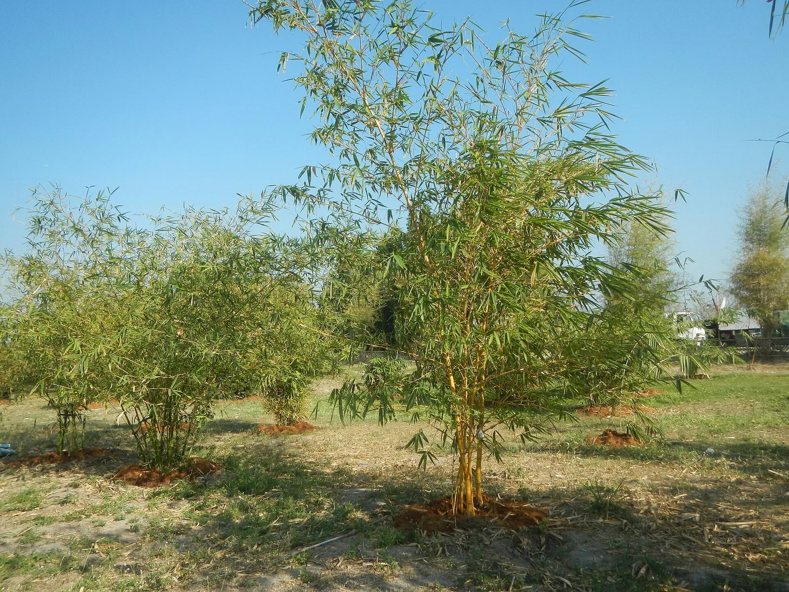 Lubao in 2 days, photo 5