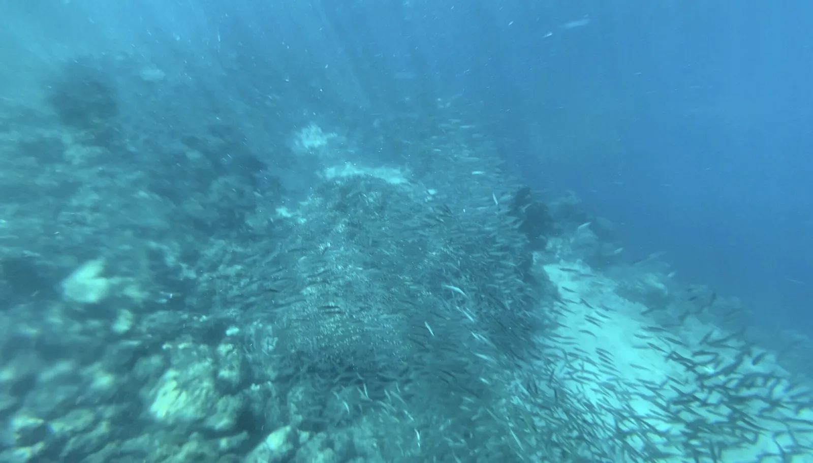 Moalboal in 2 days, photo 2